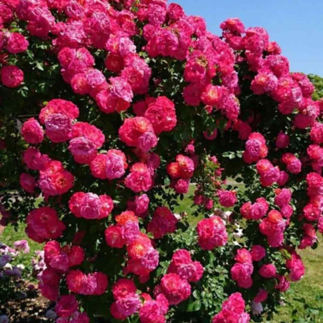 Climbing Rose Seeds – Grow Vertical Blooms at Home (Plant Growth Supplement Free)