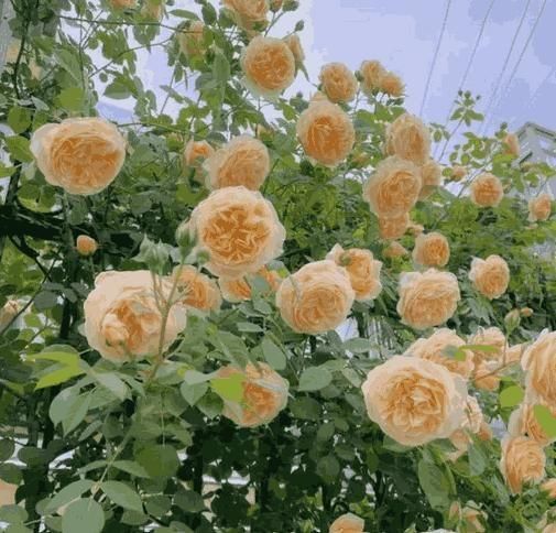 Climbing Rose Seeds – Grow Vertical Blooms at Home (Plant Growth Supplement Free)