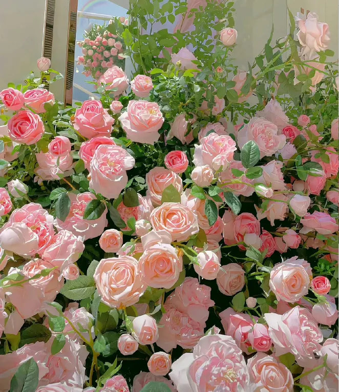 Climbing Rose Seeds – Grow Vertical Blooms at Home (Plant Growth Supplement Free)