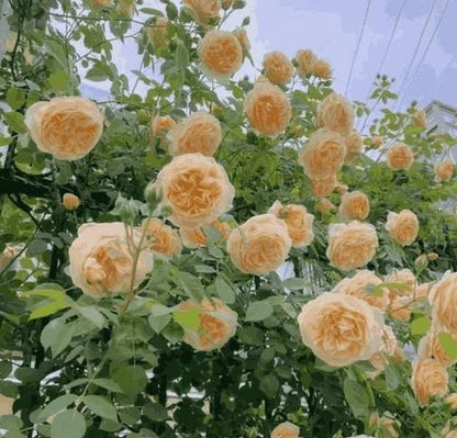 Climbing Rose Seeds – Grow Vertical Blooms at Home (Plant Growth Supplement Free)
